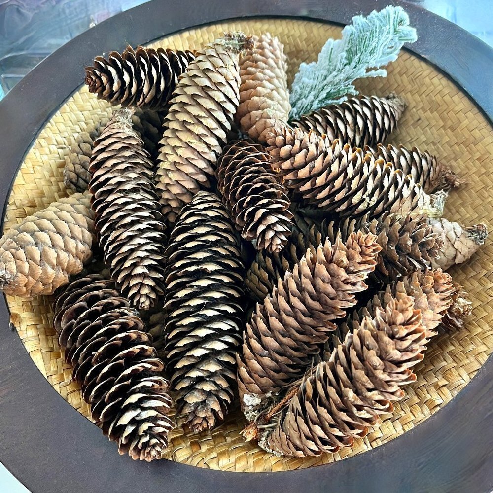 𝅺24 Scented Norway Spruce Pine Cones Shimmery Fragrant Frosted Coconut Ball